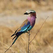 Lilac-breasted Roller