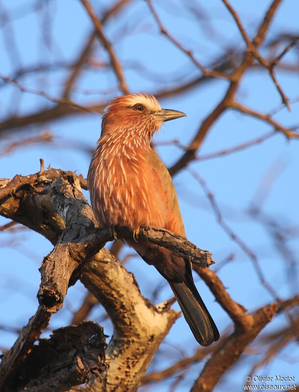 Purple Roller