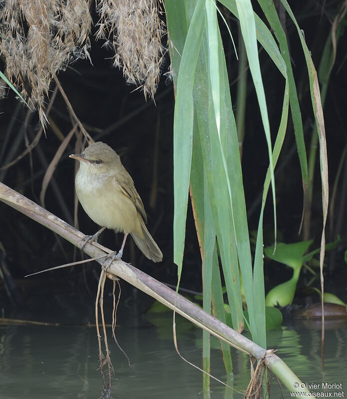 Clamorous Reed Warbler