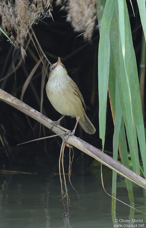 Clamorous Reed Warbler