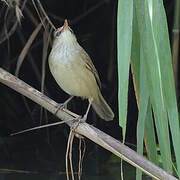 Clamorous Reed Warbler