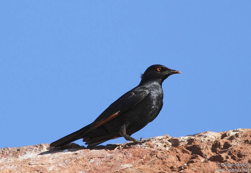 Pale-winged Starling