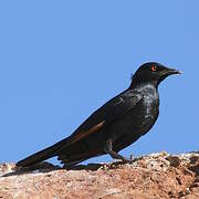 Pale-winged Starling