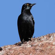 Pale-winged Starling