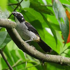 Saltator à ailes noires