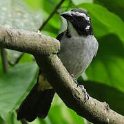 Black-winged Saltator