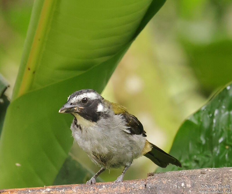 Black-winged Saltator