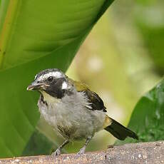 Saltator à ailes noires