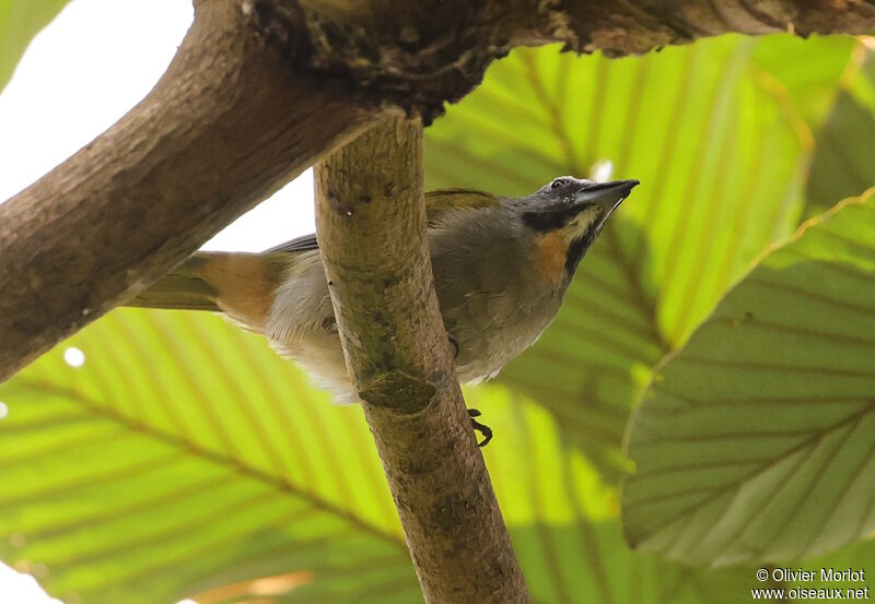 Buff-throated Saltator