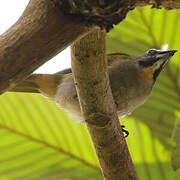 Buff-throated Saltator