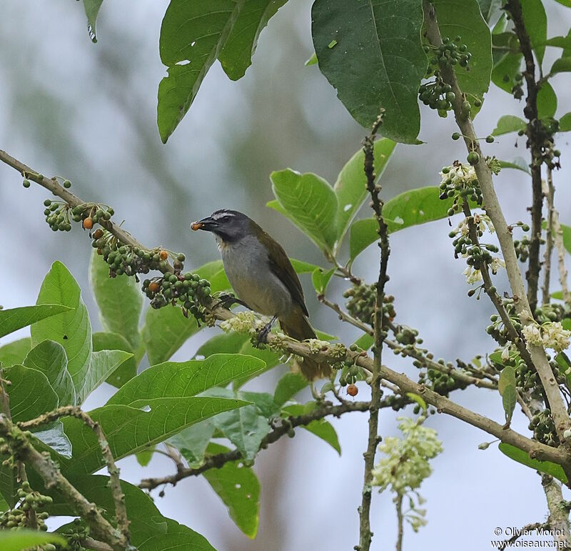 Saltator des grands-bois