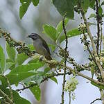 Saltator des grands-bois