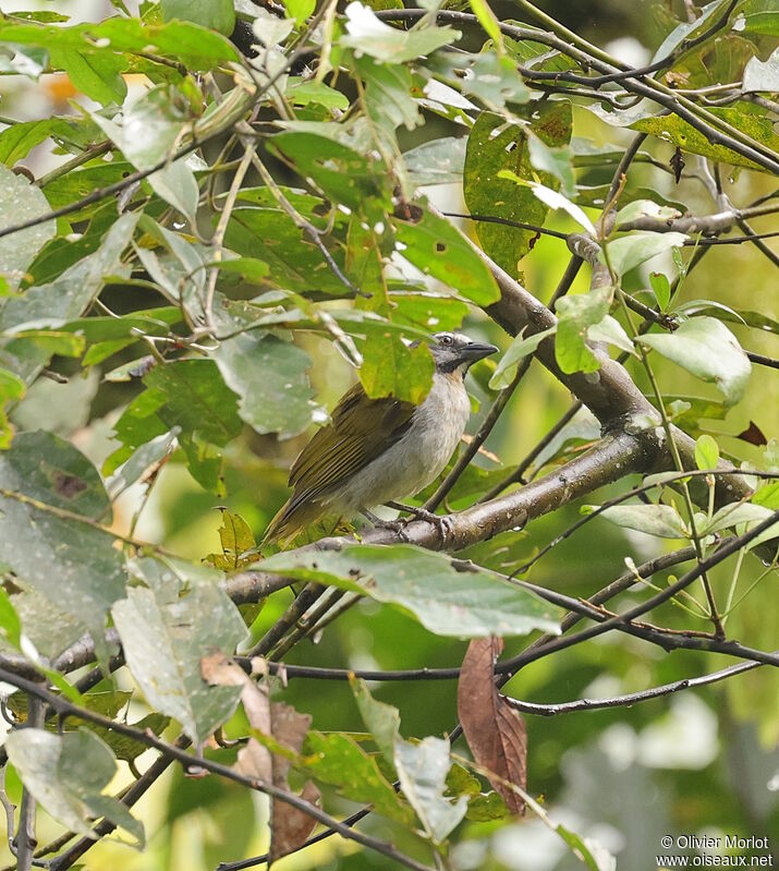 Saltator des grands-bois