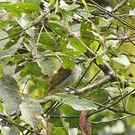 Saltator des grands-bois