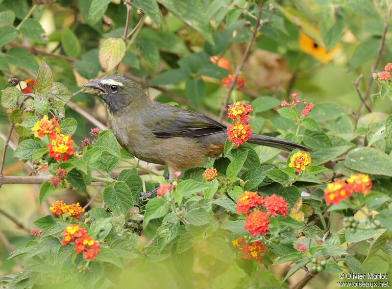 Bluish-grey Saltator