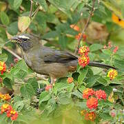 Bluish-grey Saltator