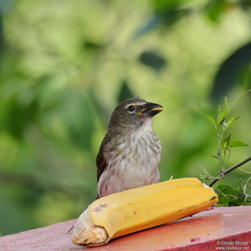 Streaked Saltator