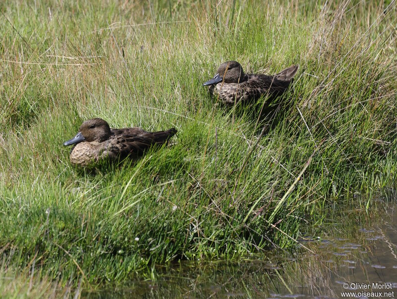 Andean Teal