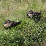 Andean Teal