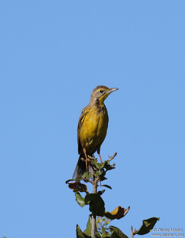 Yellow-throated Longclaw