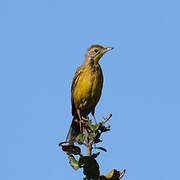 Yellow-throated Longclaw