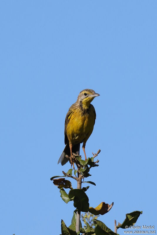 Yellow-throated Longclaw