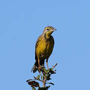 Yellow-throated Longclaw