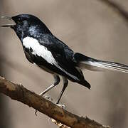 Oriental Magpie-Robin