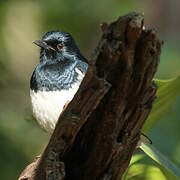 Oriental Magpie-Robin