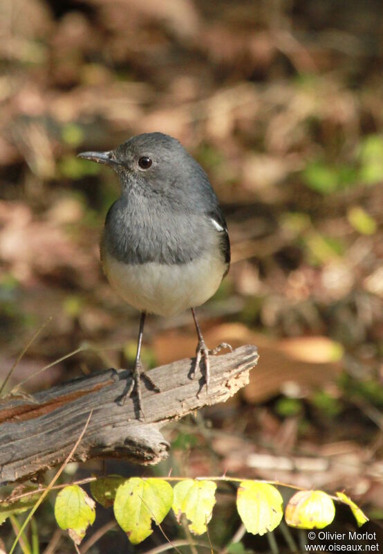 Oriental Magpie-Robin female