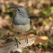 Oriental Magpie-Robin