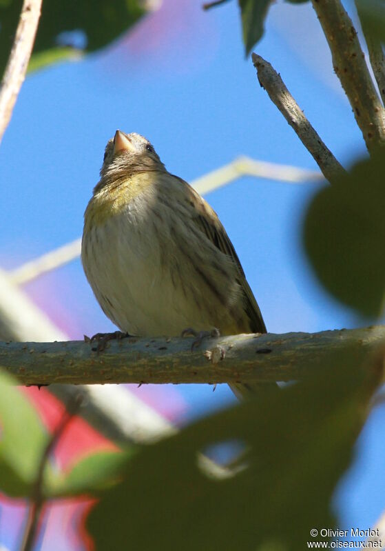 Sicale bouton-d'or femelle immature