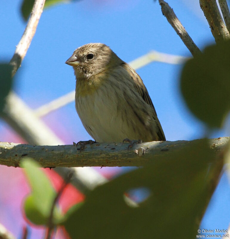 Sicale bouton-d'or femelle immature