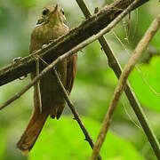 Atlantic Plain Xenops