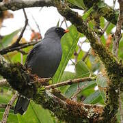 Black-faced Solitaire