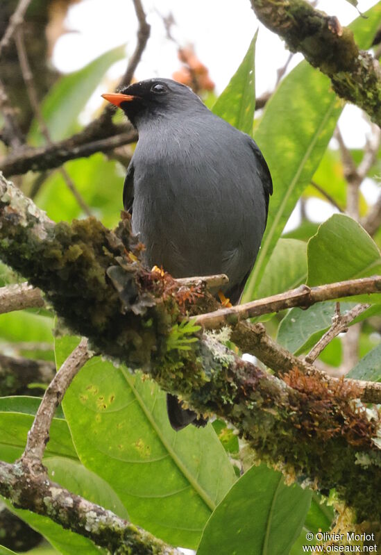 Black-faced Solitaire