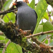 Black-faced Solitaire