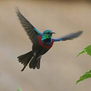 Red-chested Sunbird