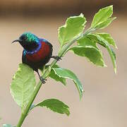 Red-chested Sunbird