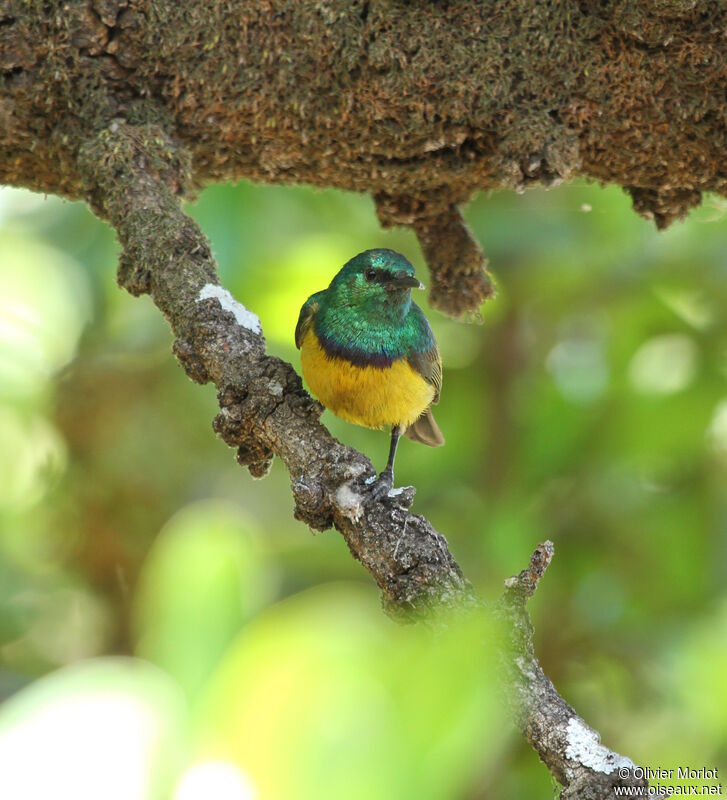 Collared Sunbird