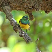 Collared Sunbird