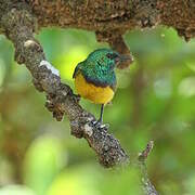 Collared Sunbird