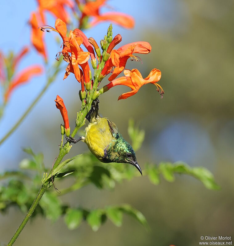 Collared Sunbird