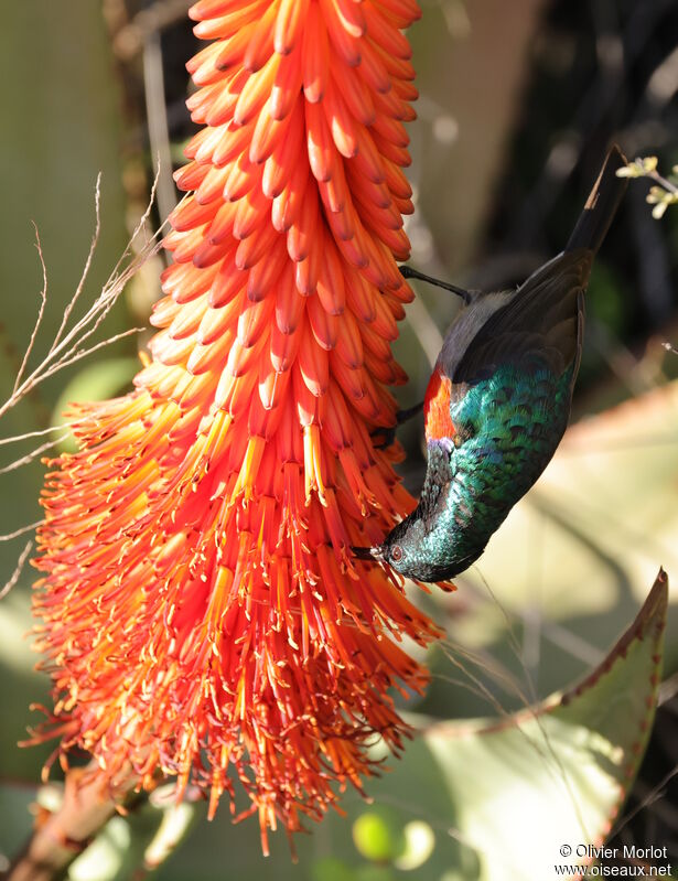 Greater Double-collared Sunbird male