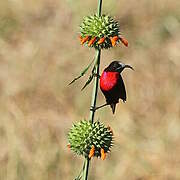 Scarlet-chested Sunbird