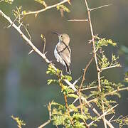 White-bellied Sunbird