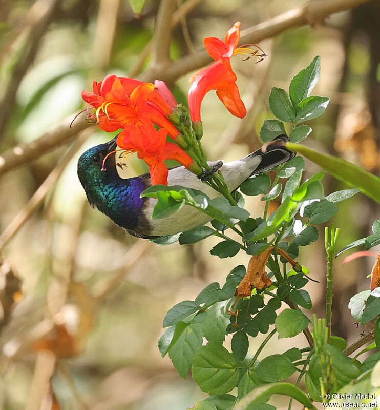 White-bellied Sunbird