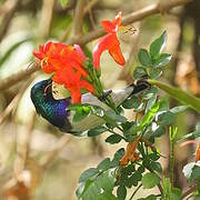 White-bellied Sunbird