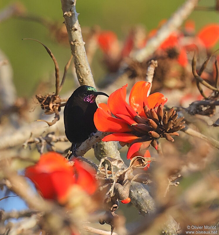 Amethyst Sunbird male