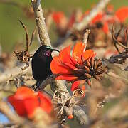 Amethyst Sunbird